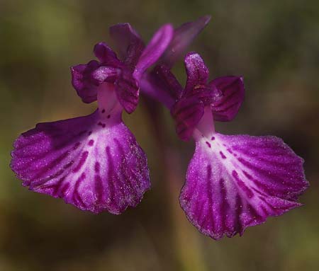 Anacamptis longicornu x papilionacea subsp. expansa, Sardinien/Sardinia,  Ortuabis 9.4.2026 (Photo: Helmut Presser)