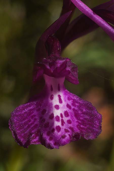 Anacamptis longicornu x papilionacea subsp. expansa, Sardinien/Sardinia,  Ortuabis 9.4.2026 (Photo: Helmut Presser)