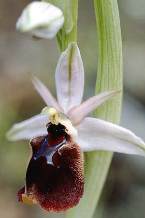 Ophrys panattensis / Ogliastra Orchid, Sardinia,  Dorgali 5.4.2000 