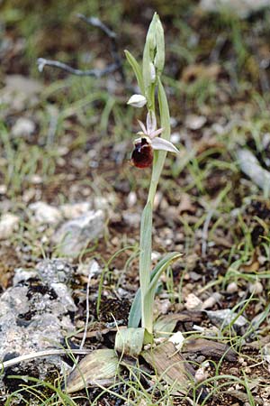 Ophrys panattensis / Ogliastra Orchid, Sardinia,  Dorgali 5.4.2000 