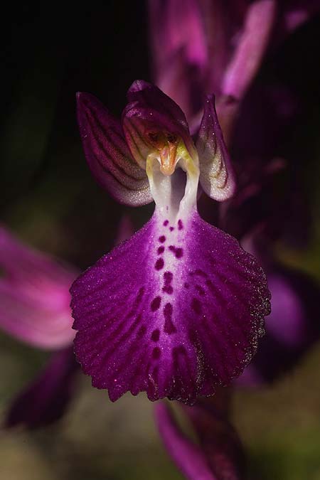 Anacamptis longicornu x papilionacea subsp. papilionacea, Sardinien/Sardinia,  Ortuabis 9.4.2026 (Photo: Helmut Presser)
