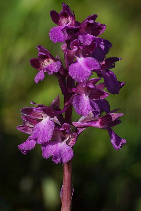 Anacamptis longicornu x papilionacea subsp. papilionacea, Sardinien/Sardinia,  Nord   / North 6.4.2026 (Photo: Helmut Presser)