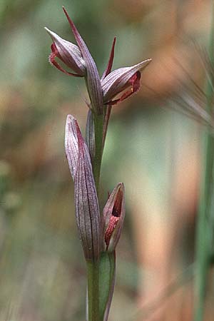 Serapias parviflora \ Kleinblütiger Zungenständel, Sardinien,  Osini 17.5.2001 