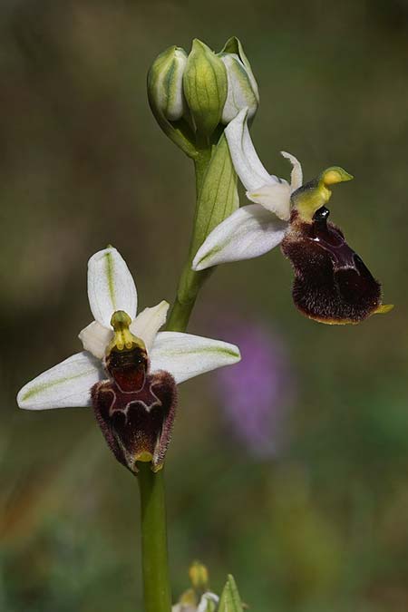 Ophrys panattensis x neglecta, Sardinien/Sardinia,  Osini 18.4.2026 (Photo: Helmut Presser)
