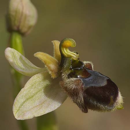 Ophrys bombyliflora x neglecta, Sardinien/Sardinia,  Domusnovas 12.4.2026 (Photo: Helmut Presser)