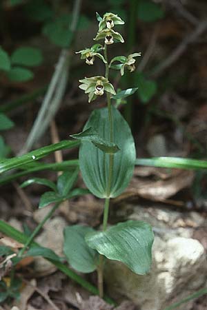 Epipactis tremolsii \ Tremols' Ständelwurz (?), Sardinien,  Ogliastra,Ussassai 19.5.2001 