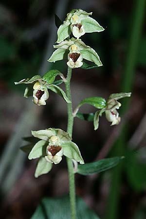 Epipactis tremolsii \ Tremols' Ständelwurz (?), Sardinien,  Ogliastra,Ussassai 19.5.2001 