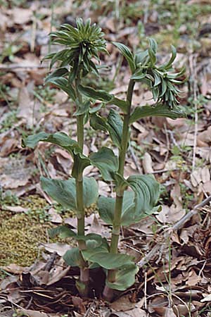 Epipactis tremolsii \ Tremols' Ständelwurz (?), Sardinien,  Domusnovas 8.4.2000 
