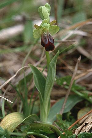 Ophrys zonata \ Zonierte Ragwurz, Sardinien,  Luogosanto 3.4.2000 