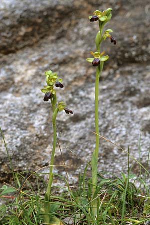 Ophrys zonata \ Zonierte Ragwurz, Sardinien,  Domusnovas 8.4.2000 