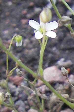 Arenaria conimbricensis \ Coimbra-Sandkraut / Coimbra Sandwort, S Botan. Gar.  Universit.  Uppsala 28.8.2010