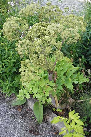 Angelica archangelica \ Arznei-Engelwurz, Echte Engelwurz / Garden Angelica, Holy Ghost, S Västers 29.6.2011