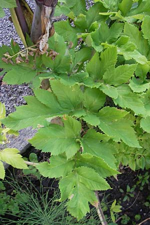 Angelica archangelica \ Arznei-Engelwurz, Echte Engelwurz / Garden Angelica, Holy Ghost, S Västers 29.6.2011