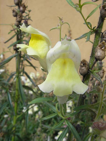 Antirrhinum braun-blanquetii \ Iberisches L�wenmaul / Hardy Snapdragon, Perennial Snapdragon, S Botan. Gar.  Universit.  Uppsala 28.8.2010