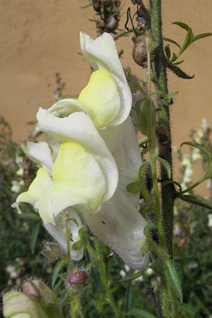 Antirrhinum braun-blanquetii \ Iberisches L�wenmaul / Hardy Snapdragon, Perennial Snapdragon, S Botan. Gar.  Universit.  Uppsala 28.8.2010