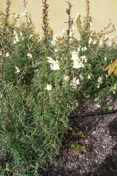 Antirrhinum braun-blanquetii \ Iberisches L�wenmaul / Hardy Snapdragon, Perennial Snapdragon, S Botan. Gar.  Universit.  Uppsala 28.8.2010