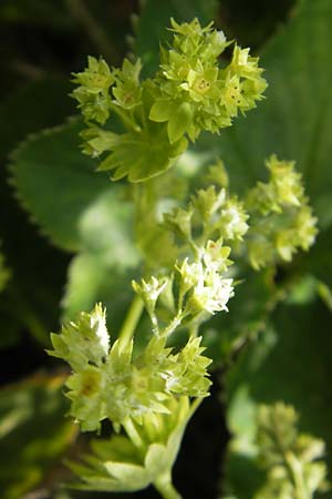 Alchemilla baltica \ Baltischer Frauenmantel / Baltic Lady's Mantle, S Botan. Gar.  Universit.  Uppsala 28.8.2010