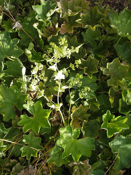 Alchemilla baltica \ Baltischer Frauenmantel / Baltic Lady's Mantle, S Botan. Gar.  Universit.  Uppsala 28.8.2010