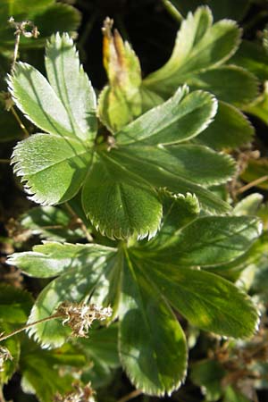 Alchemilla faeroensis \ F&auml;r&ouml;er-Frauenmantel, Zwerg-Frauenmantel / Islandic Lady's Mantle, Dwarf Lady's Mantle, S Botan. Gar.  Universit.  Uppsala 28.8.2010