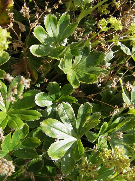 Alchemilla faeroensis \ F&auml;r&ouml;er-Frauenmantel, Zwerg-Frauenmantel / Islandic Lady's Mantle, Dwarf Lady's Mantle, S Botan. Gar.  Universit.  Uppsala 28.8.2010
