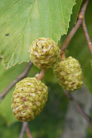 Alnus incana \ Grau-Erle / Grey Alder, Speckled Alder, S Botan. Gar.  Universit.  Uppsala 28.8.2010