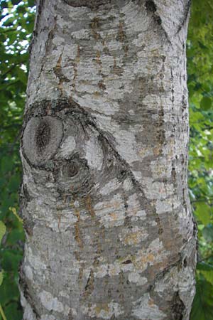 Alnus incana \ Grau-Erle / Grey Alder, Speckled Alder, S Botan. Gar.  Universit.  Uppsala 28.8.2010