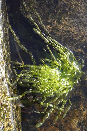 Enteromorpha spec1 ? \ Darmtang / Gutweed, S &Ouml;land, F&auml;rjestaden 7.8.2009