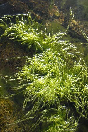 Enteromorpha spec1 ? \ Darmtang / Gutweed, S &Ouml;land, F&auml;rjestaden 7.8.2009