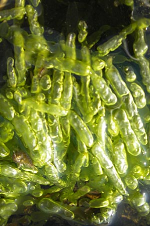 Enteromorpha spec1 ? \ Darmtang / Gutweed, S &Ouml;land, F&auml;rjestaden 7.8.2009