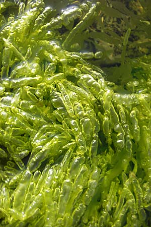 Enteromorpha spec1 ? \ Darmtang / Gutweed, S &Ouml;land, F&auml;rjestaden 7.8.2009