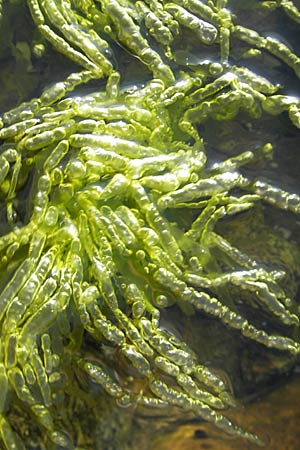 Enteromorpha spec1 ? \ Darmtang / Gutweed, S &Ouml;land, F&auml;rjestaden 7.8.2009