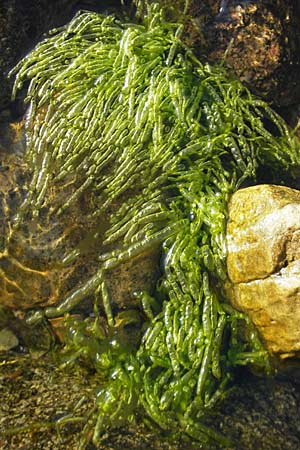 Enteromorpha spec1 ? \ Darmtang / Gutweed, S &Ouml;land, F&auml;rjestaden 7.8.2009