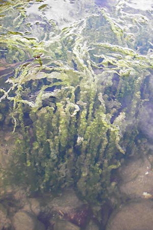 Enteromorpha spec2 ? \ Darmtang / Gutweed, S Kullen,  Arild 14.8.2009