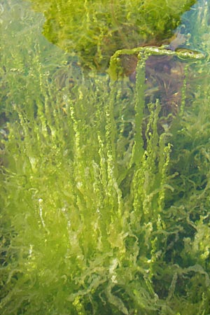Enteromorpha spec2 ? \ Darmtang / Gutweed, S Kullen,  Arild 14.8.2009