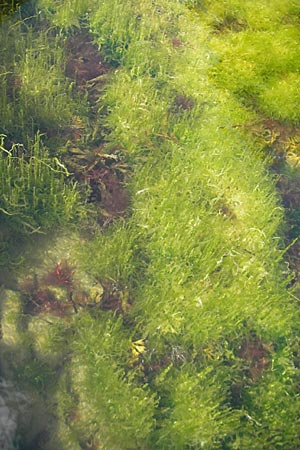 Enteromorpha spec2 ? \ Darmtang / Gutweed, S Kullen,  Arild 14.8.2009