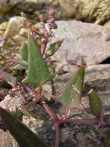 Atriplex prostrata \ Spie-Melde, Spieblttrige Melde / Spear-Leaved Orache, S Torekov 3.8.2010