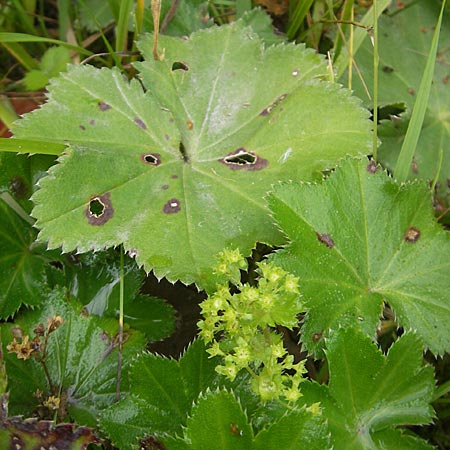 Alchemilla vulgaris s.str. ? \ Gew&ouml;hnlicher Frauenmantel, Spitzlappiger Frauenmantel / Lady's Mantle, S V&auml;nersborg 12.8.2010