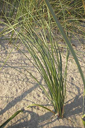 Calamagrostis arenaria \ Strand-Hafer / European Marram Grass, European Beach Grass, S Ystad 5.8.2009