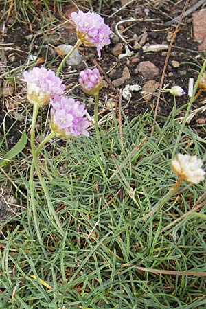 Armeria maritima subsp. maritima \ Strand-Grasnelke / Thrift, Sea Pink, S Torekov 3.8.2010