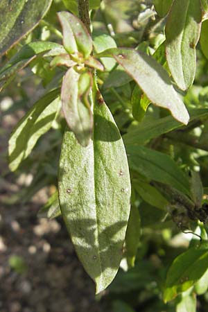 Antirrhinum meonanthum \ Kleinbl&uuml;tiges L�wenmaul / Small-Flowered Snapdragon, S Botan. Gar.  Universit.  Uppsala 28.8.2010
