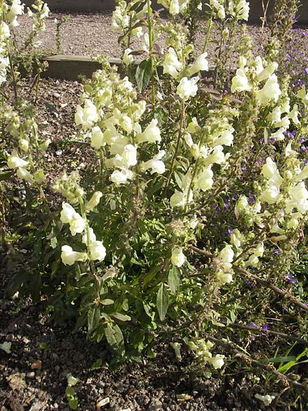 Antirrhinum meonanthum \ Kleinbl&uuml;tiges L�wenmaul / Small-Flowered Snapdragon, S Botan. Gar.  Universit.  Uppsala 28.8.2010
