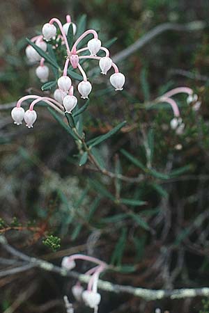 Andromeda polifolia \ Rosmarin-Heide / Bog Rosemary, S Muddus National-Park 17.6.1995
