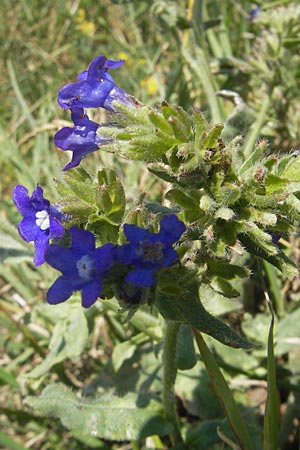 Anchusa officinalis \ Gewhnliche Ochsenzunge / Common Bugloss, S Kseberga 6.8.2009