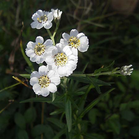 Achillea ptarmica agg. \ Sumpf-Schafgarbe / Sneezewort, S Tanum 9.8.2010