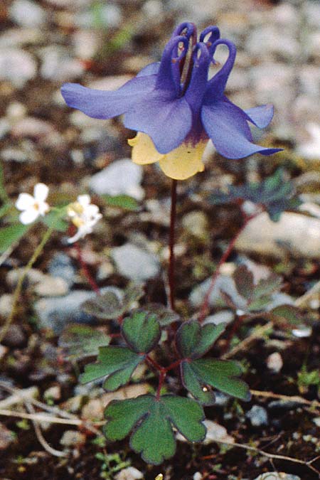 Aquilegia flabellata \ F&auml;cher-Akelei / Fan Columbine, Dwarf Columbine, S Jokkmokk 18.6.1995