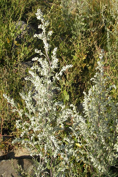 Artemisia vulgaris var. coarctata \ Komprimierter Beifu / Compressed Mugwort, S Öland, Färjestaden 7.8.2009
