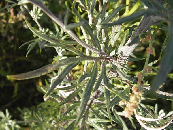 Artemisia vulgaris var. coarctata \ Komprimierter Beifu / Compressed Mugwort, S Öland, Färjestaden 7.8.2009