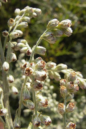 Artemisia vulgaris var. coarctata \ Komprimierter Beifu / Compressed Mugwort, S Öland, Färjestaden 7.8.2009