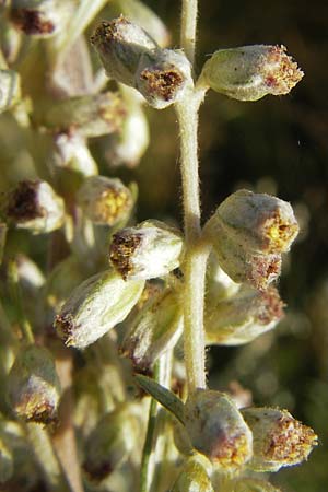Artemisia vulgaris var. coarctata \ Komprimierter Beifu / Compressed Mugwort, S Öland, Färjestaden 7.8.2009