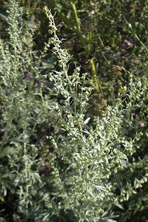 Artemisia absinthium \ Wermut / Wormwood, S Öland, Borgholm 9.8.2009
